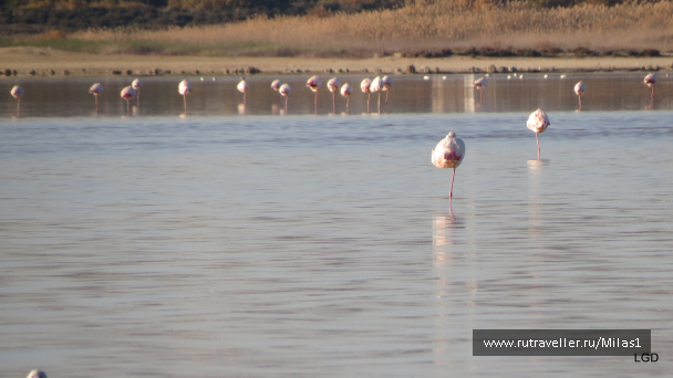 photo 1589415