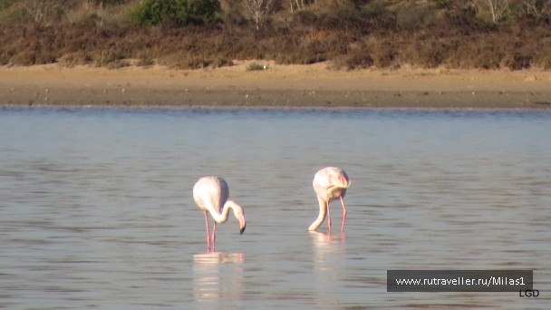 photo 1589419
