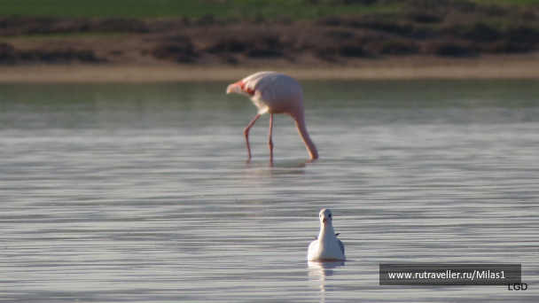 photo 1589424