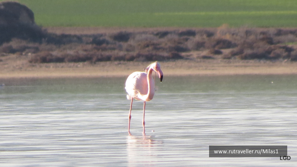 photo 1589428
