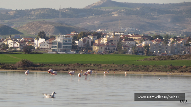 photo 1589439