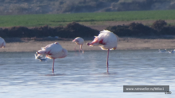 photo 1589445