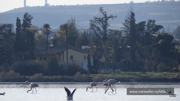 photo 1589452