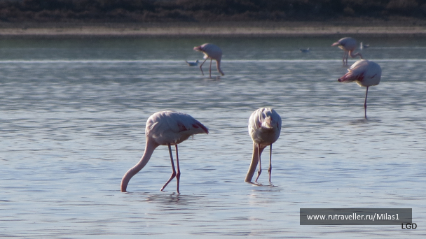 photo 1589457