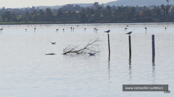 photo 1589460
