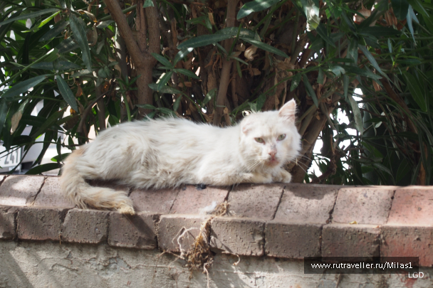 photo 1693796