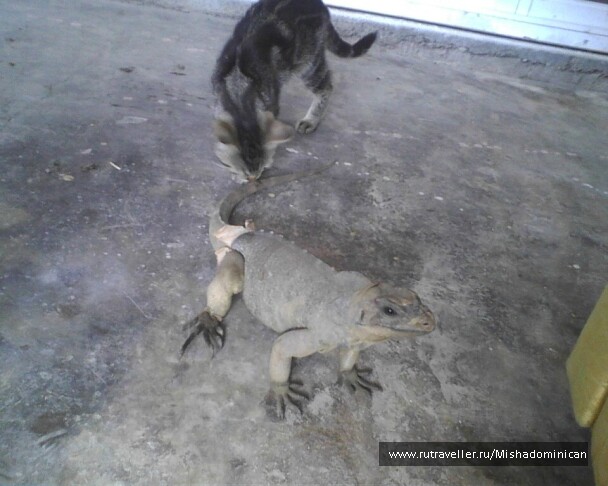 photo 1455093