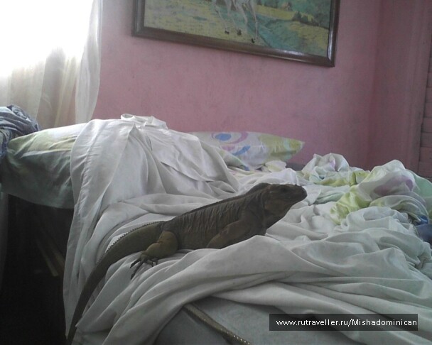 photo 1455094