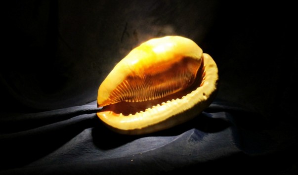 tropic_shell7
