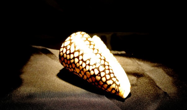 tropic_shell6