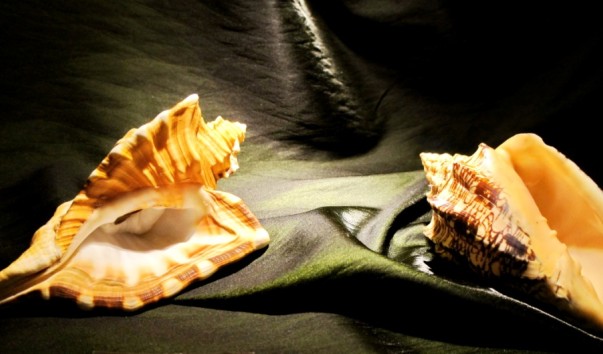 tropic_shell5