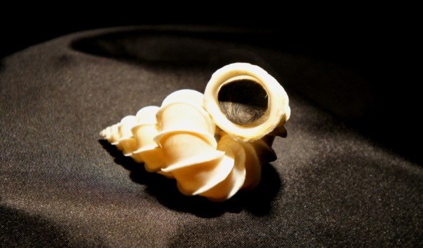 tropic_shell4