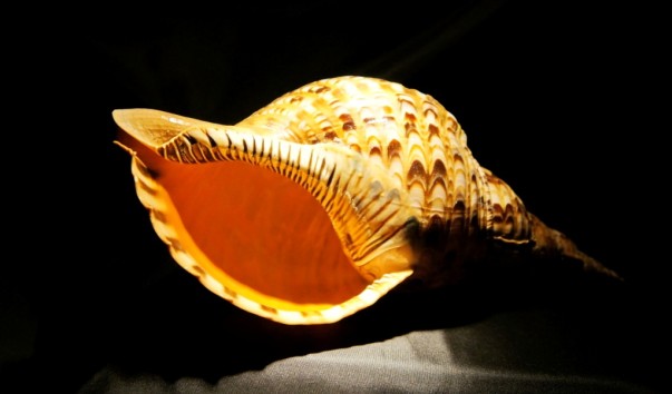 tropic_shell3