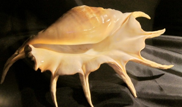 tropic_shell2