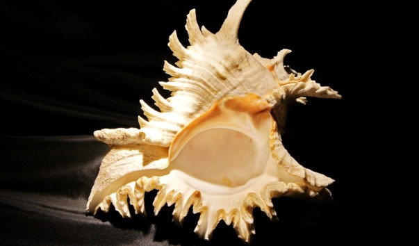 tropic_shell1