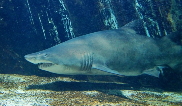 tropic_shark1