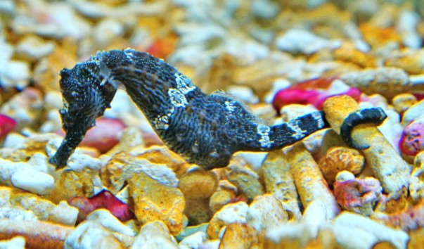 tropic_seaHorse