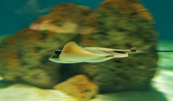 tropic_manta