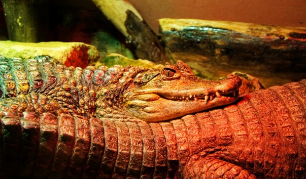 tropic_krokodil1