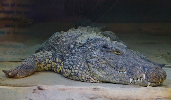 tropic_krokodil