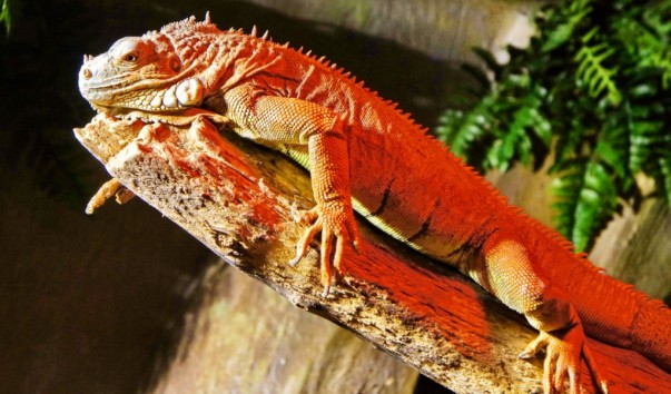 tropic_jasher5