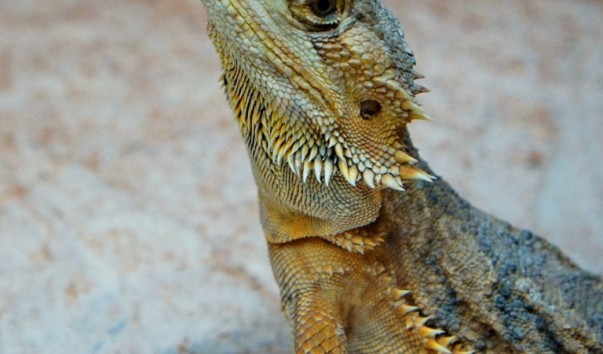 tropic_jasher