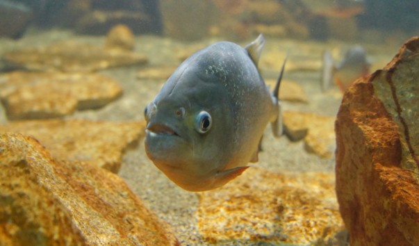 tropic_fish_pirania1