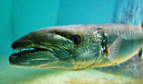 tropic_fish_barrakuda