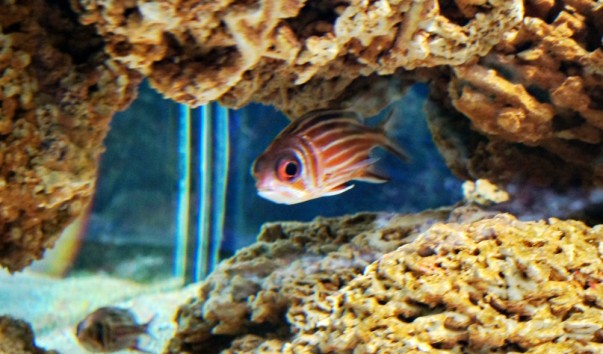 tropic_fish1