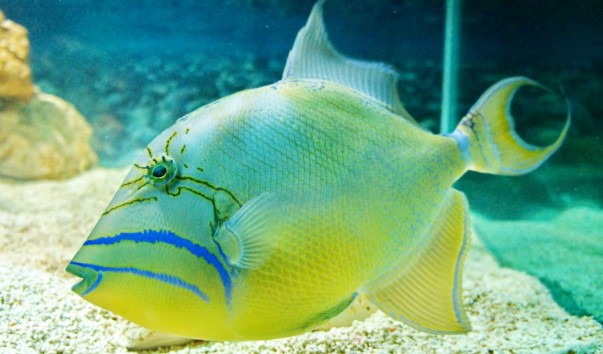 tropic_fish