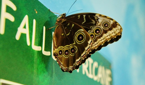 tropic_butterfly2