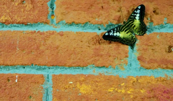 tropic_butterfly