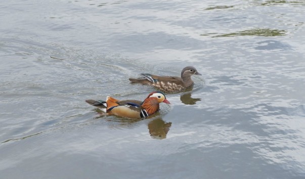 Hamstead Heath19