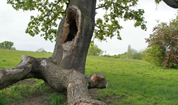 Hamstead Heath16