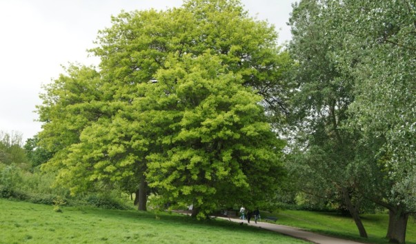 Hamstead Heath13