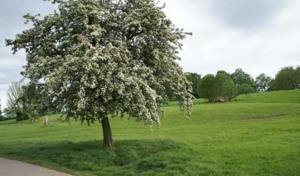 Hamstead Heath7