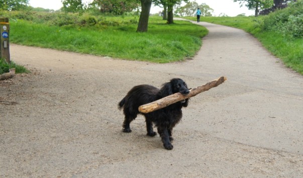 Hamstead Heath4