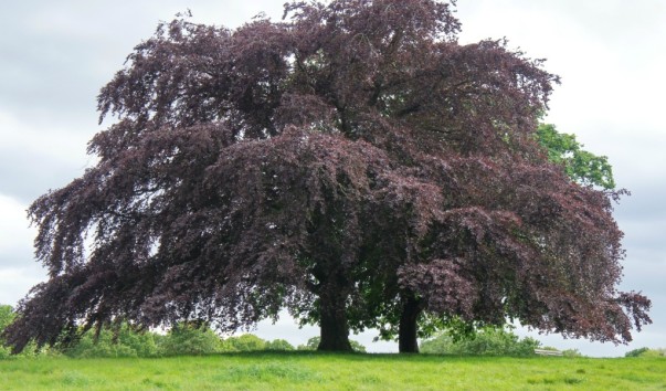 Hamstead Heath1