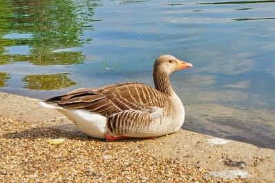 photo 775626