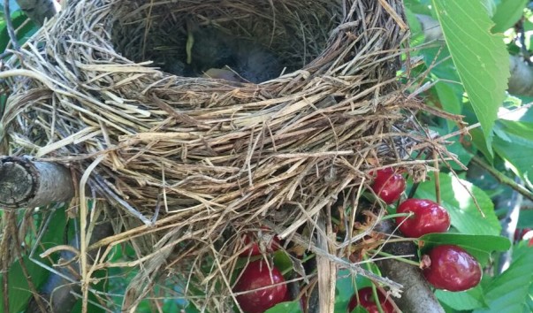 grenada bird0