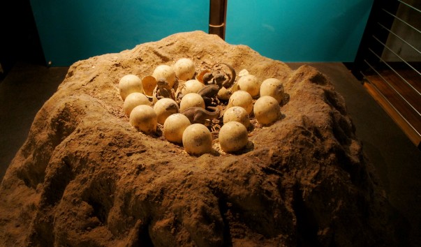 52NaturaHistorical Museum