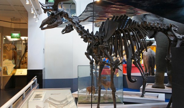 45NaturaHistorical Museum