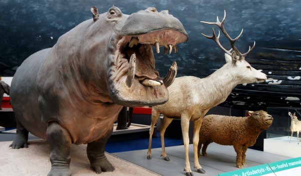 44NaturaHistorical Museum