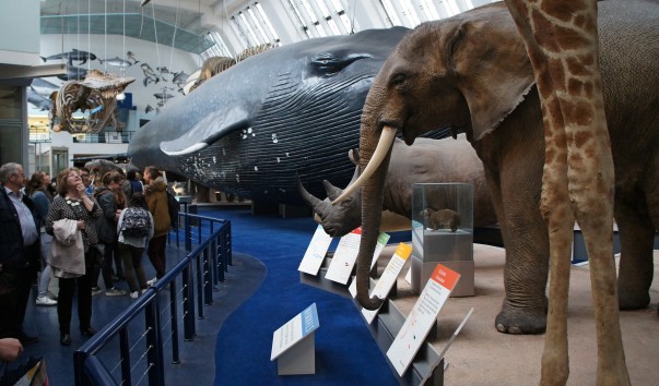 42NaturaHistorical Museum