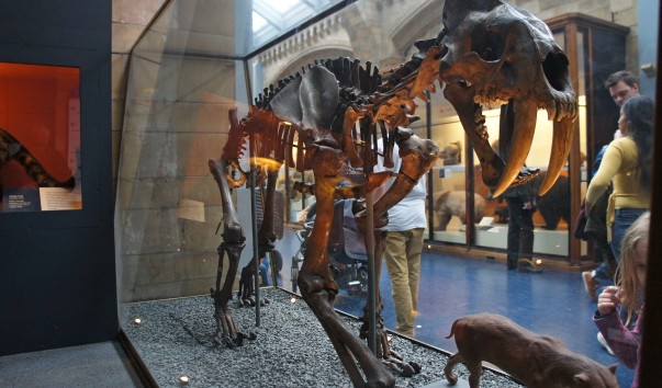 41NaturaHistorical Museum
