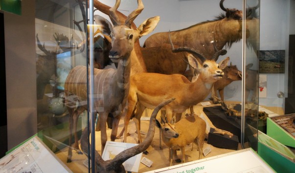 39NaturaHistorical Museum