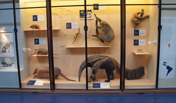 36NaturaHistorical Museum
