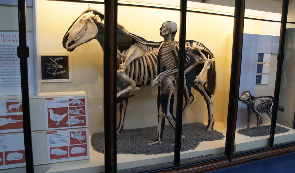 32NaturaHistorical Museum