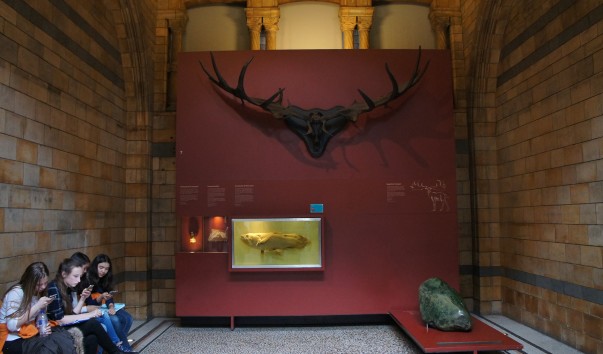 31NaturaHistorical Museum