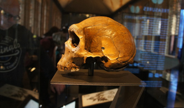 27NaturaHistorical Museum